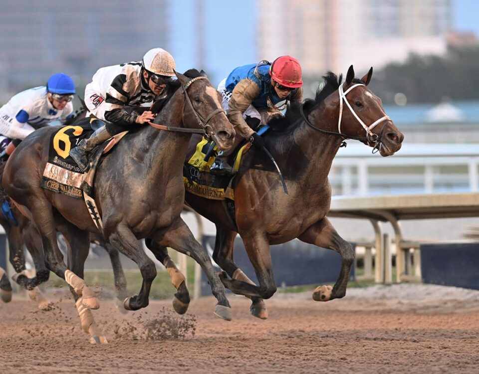 Commandment - Fountain of Youth Stakes G2 - Lauren King - Coglianese Photo