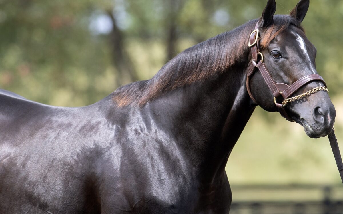 Not This Time - Barbara D. Livingston / Daily Racing Form