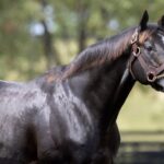 Not This Time - Barbara D. Livingston / Daily Racing Form