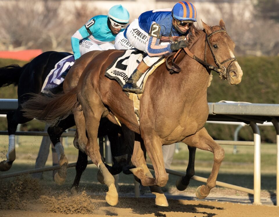 Paladin - Barbara D. Livingston - Daily Racing Form