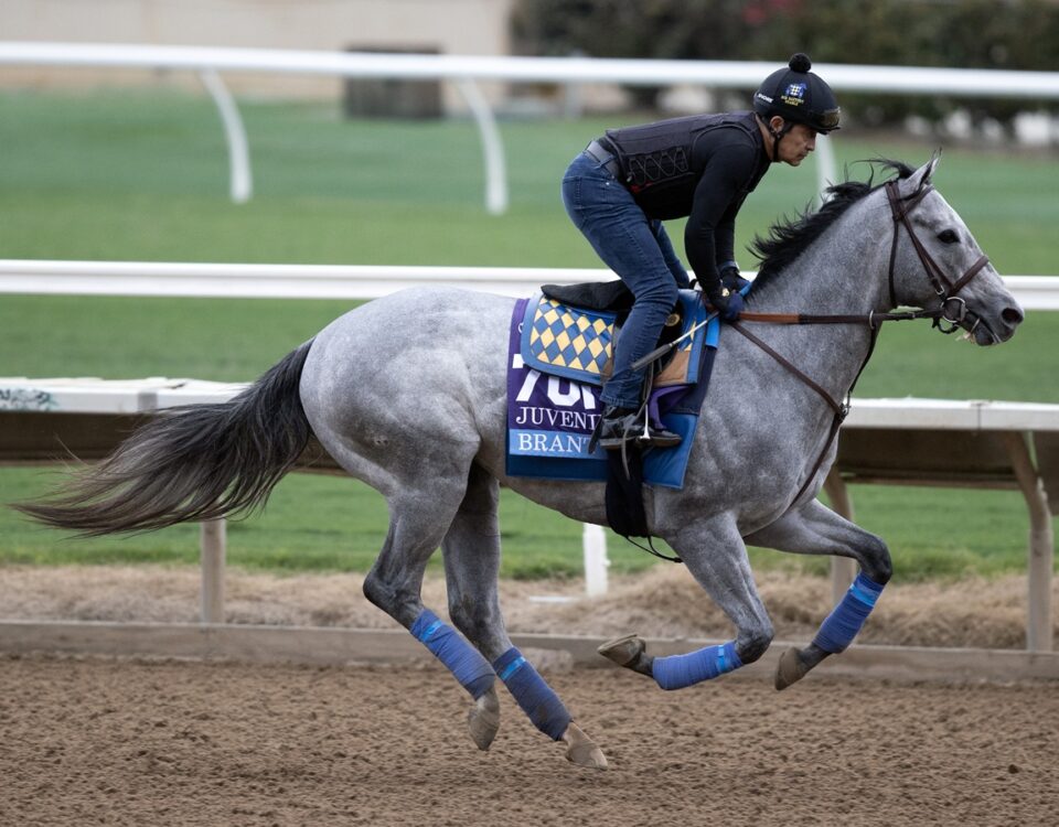 Brant - Barbara D. Livingston - Daily Racing Form