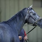 Caravel - Barbara D. Livingston - Daily Racing Form