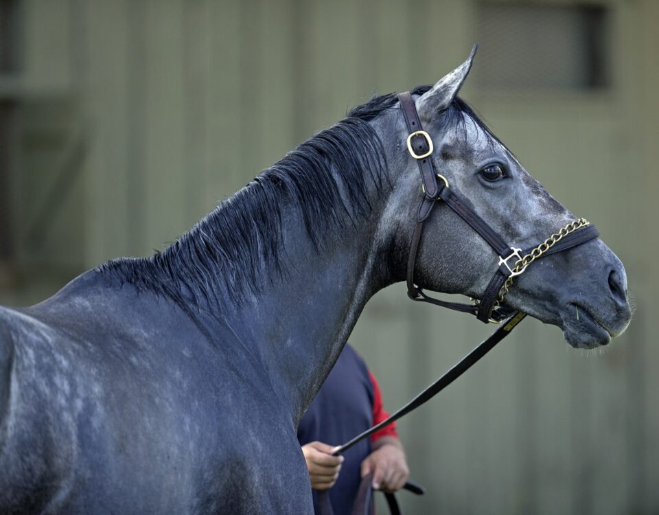 Caravel - Barbara D. Livingston - Daily Racing Form