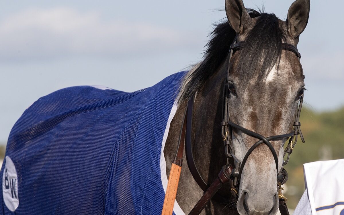 Clicquot - Barbara D. Livingston - Daily Racing Form