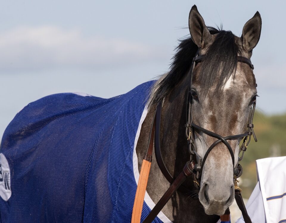 Clicquot - Barbara D. Livingston - Daily Racing Form