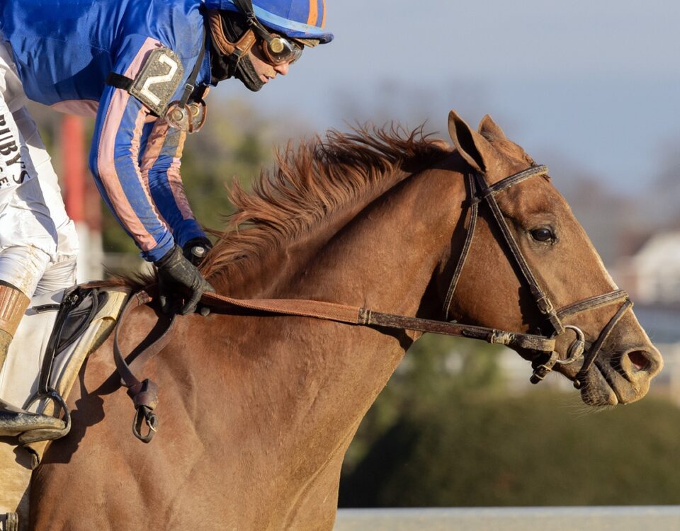 Paladin - Barbara D. Livingston - Daily Racing Form