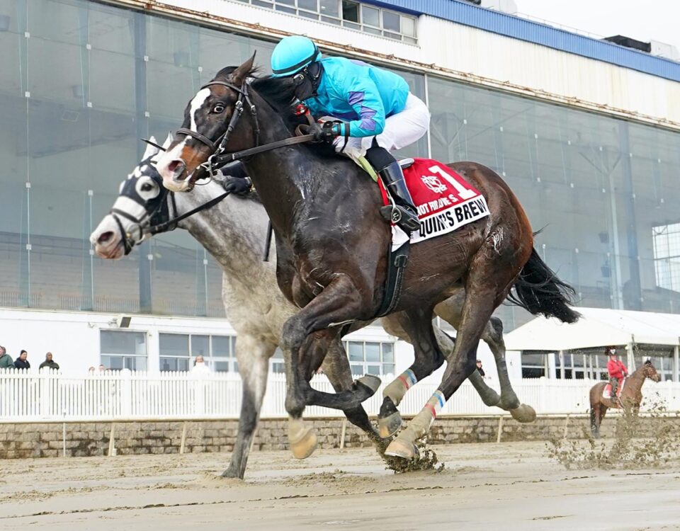 QUINT'S BREW - Photo: JEFFREY SNYDER F/ The Maryland Jockey Club