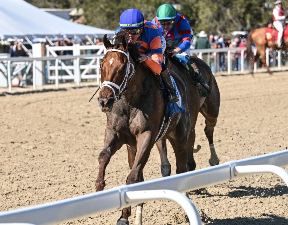 Zany - SV Photography - Tampa Bay Downs