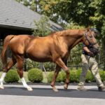 Curlin - Barbara Livingston - Daily Racing Form