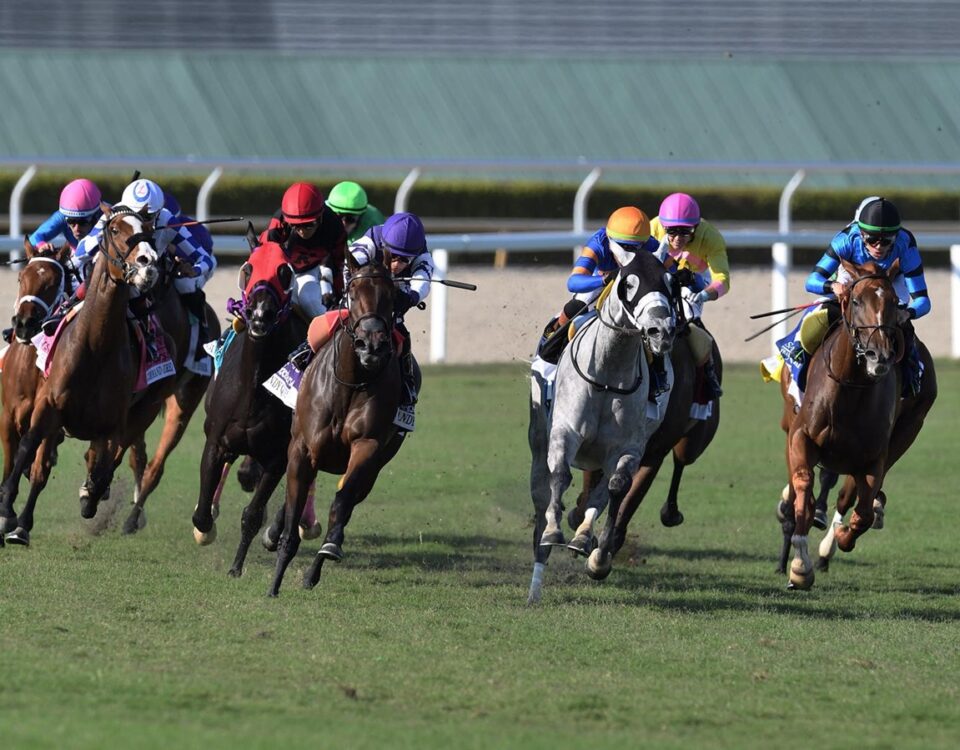 Gulfstream Park Scenic - Coglianese Photo