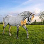 Frosted - Barbara D. Livingston - Daily Racing Form