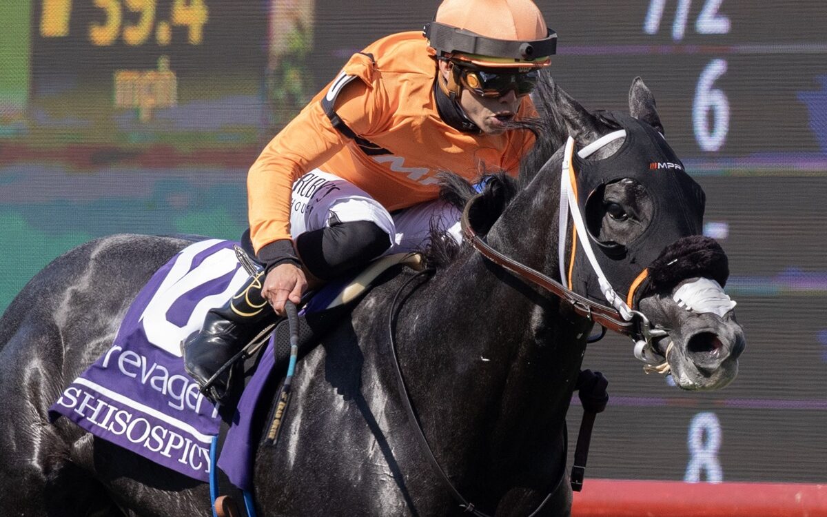 Shisospicy - Barbara D. Livingston - Daily Racing Form