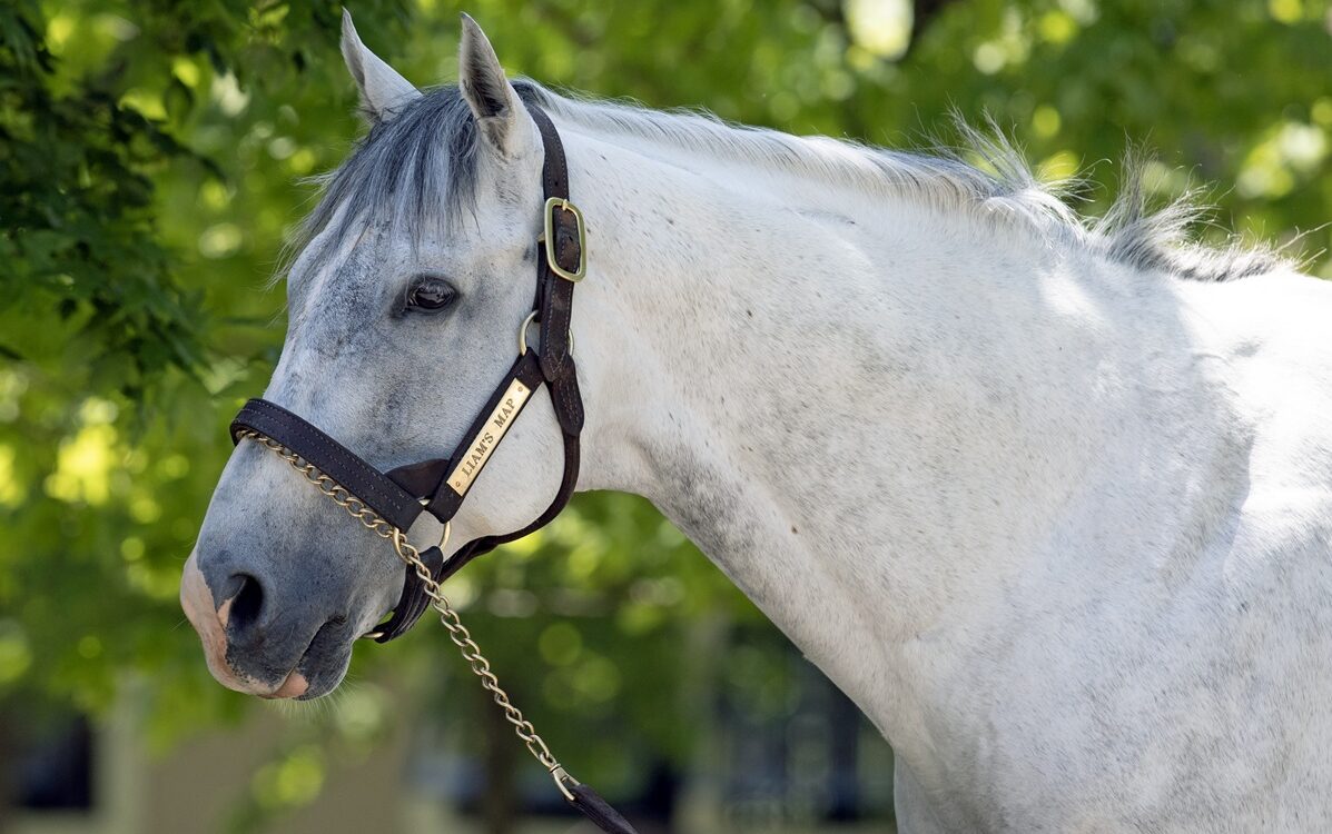 Liam's Map - Lane's End Farm - Barbara D. Livingston - Daily Racing Form