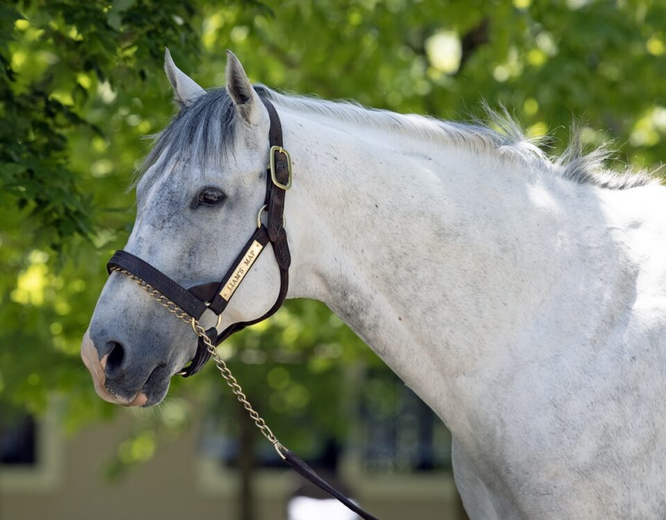 Liam's Map - Lane's End Farm - Barbara D. Livingston - Daily Racing Form