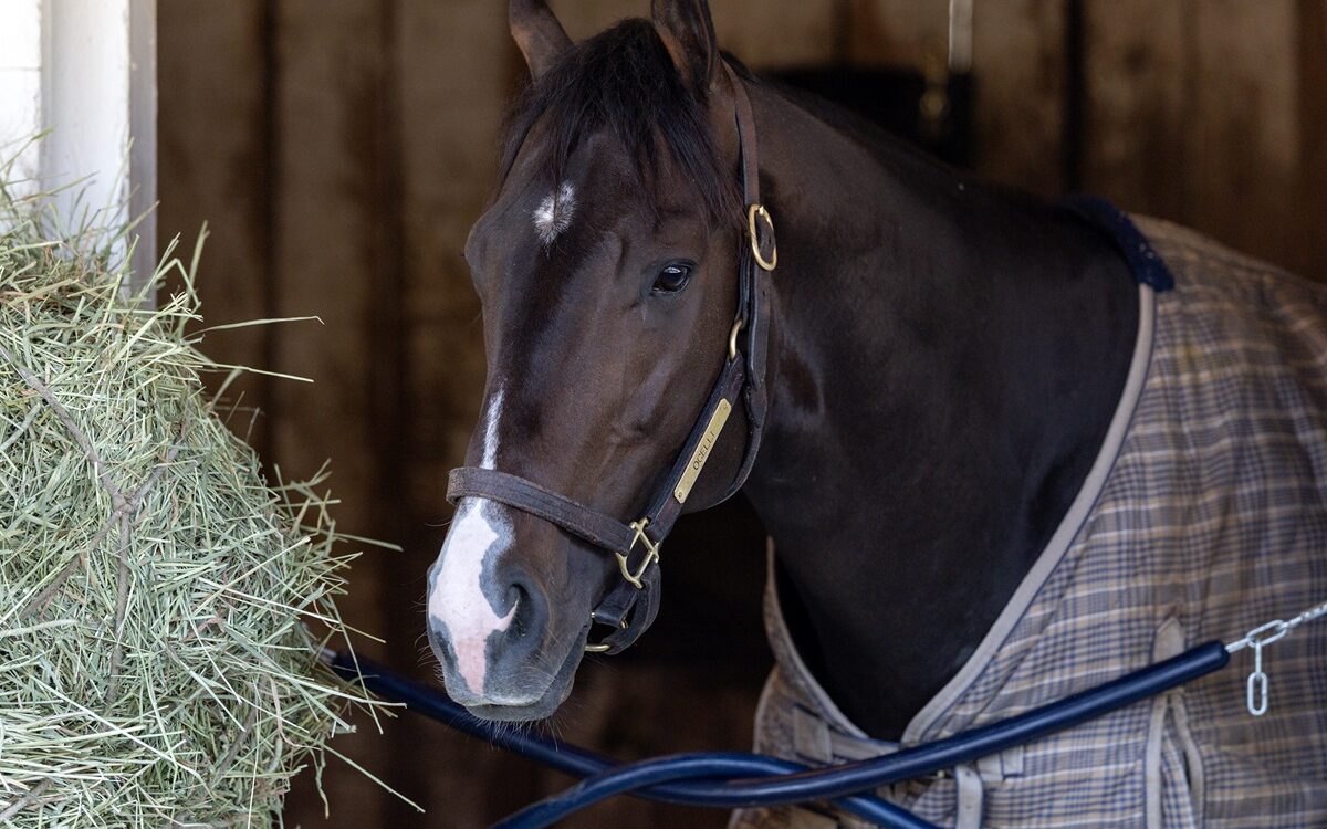 Ocelli - Debbie Roma - Daily Racing Form
