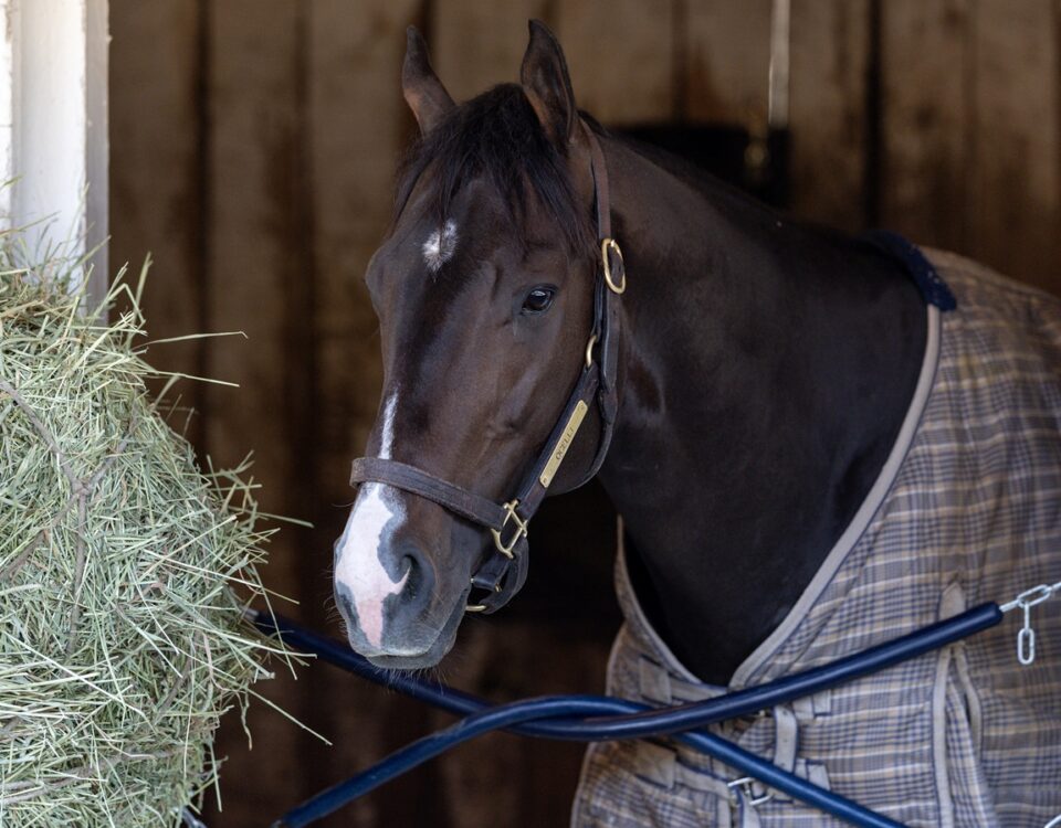 Ocelli - Debbie Roma - Daily Racing Form