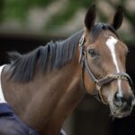 Always a Runner - Barbara D. Livingston - Daily Racing Form
