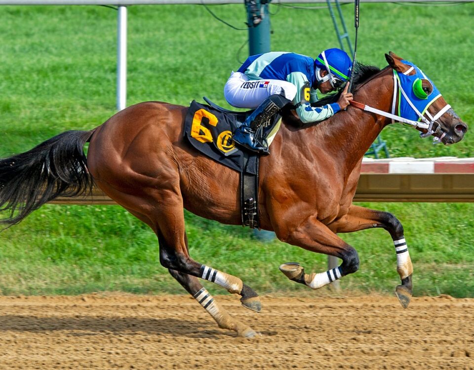 Big Cuddle - The Delaware Derby - Mary Lyons - Hoofprints Inc