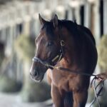 Golden Pal - Barbara D. Livingston - Daily Racing Form