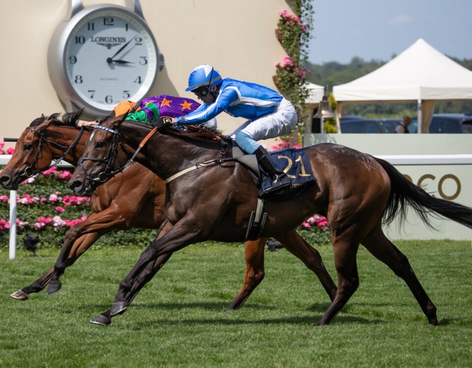 Venetian Sun - Julie Wright - Daily Racing Form