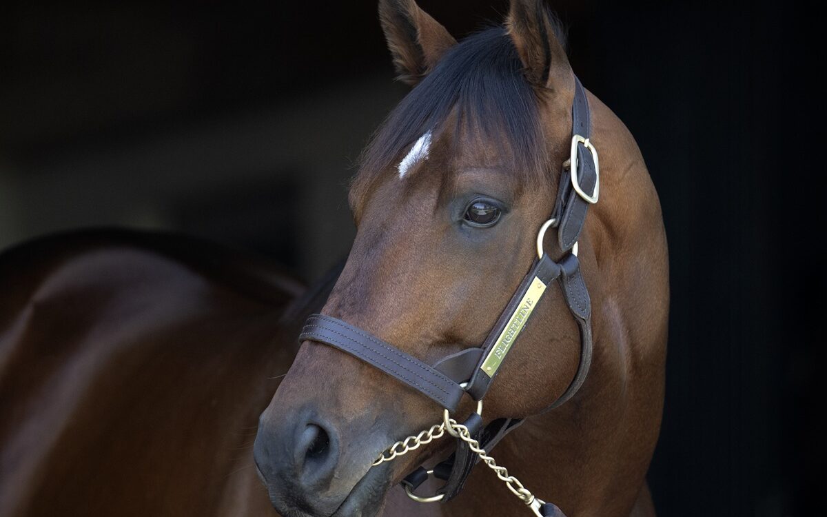 Flightline - Barbara D. Livingston - Daily Racing Form
