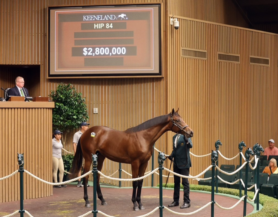 Hip 84, a Gun Runner colt sold for $2.8 million - Keeneland Sales 2026